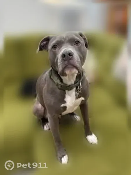 Lost dog, Niantic Road, Douglass Township, Bally — male grey pitbull - photo