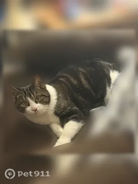 Lost cat, male, Seavey Street, 84, Westbrook — stump tail - photo