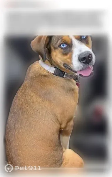 Lost female dog, Daniel Webster Highway, Colebrook, West Stewartstown — friendly, brown and white - photo
