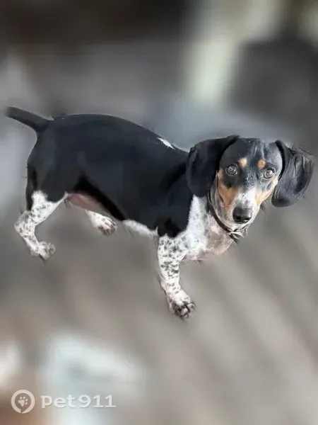 Lost dog, Victoria Street, San Bernardino — female with polka dots on all four feet - photo