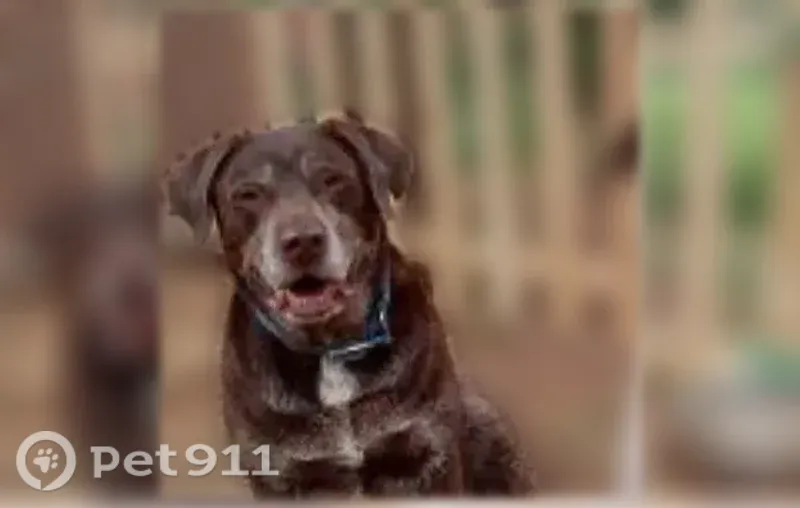 Lost dog, Clipper Mills, California, Clipper Mills — two inseparable male dogs - photo
