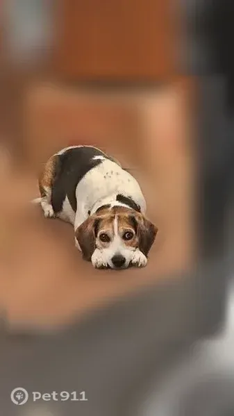 Lost dog, Salamanca Sugertown, 3757, Town of Franklinville, West Valley — male with a brown face and black back patch - photo
