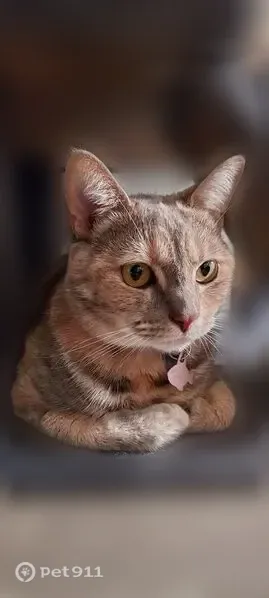 Lost female cat, Merle Street, Toledo — pink collar, brown spots on stomach - photo