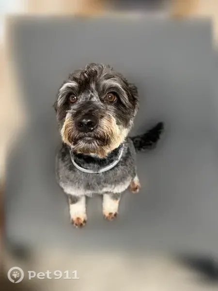 Lost dog, male, Harvest — wearing a grey flea collar - photo