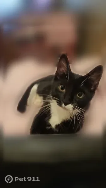 Lost cat, Taylor Street, 560, Myrtle Creek, Portland — friendly female tuxedo cat - photo