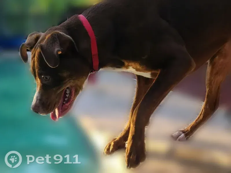 Lost Dog, male, Debra Road, 201, Savannah, Roswell — brown with white chest markings - photo