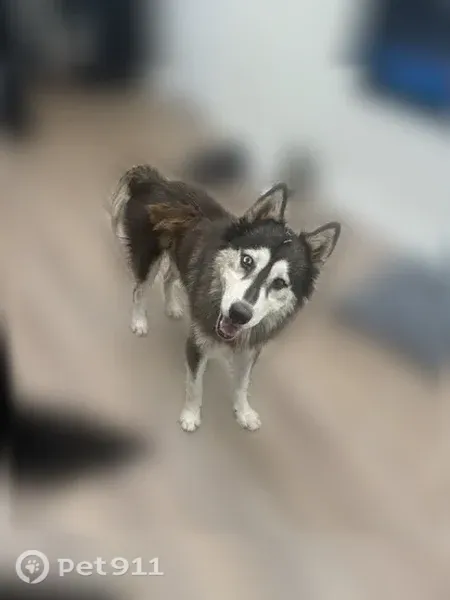 Lost dog, Old Tom Box Road, Jacksonville, Little Rock — deaf, one blue eye - photo