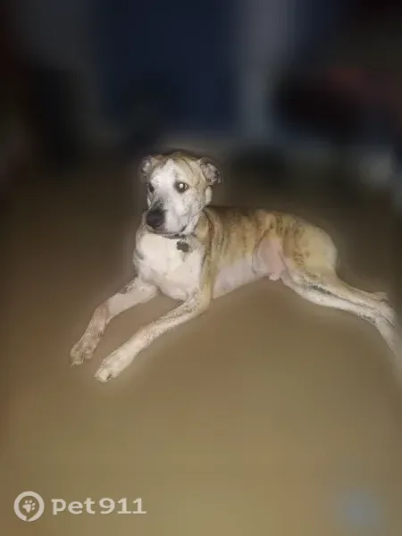 Lost dog, Stone Creek Drive, 136, West Forest, Covington — male with black ears and a teal collar - photo