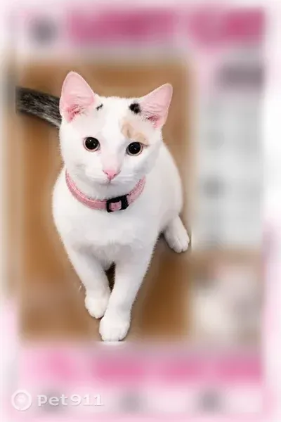 Lost cat, Stephen Street, 9, Manchester — female with a pink collar - photo