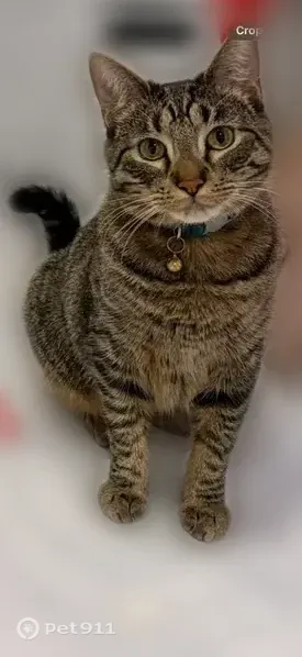 Lost male cat, Jethro Avenue, 2401, Zion, Chicago — brown-and-black tabby - photo