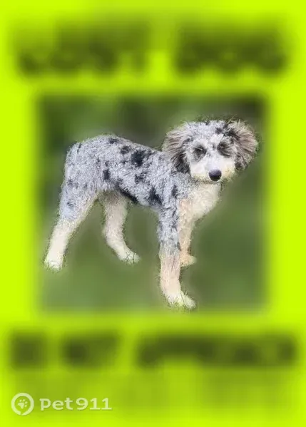 Lost dog, Vauclain Lane, 801, Bryn Mawr — female, very timid - photo