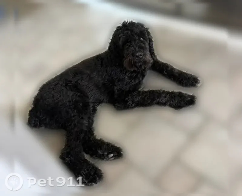 Lost male dog, Discovery Center Way, 101, Wentzville — black coat and leather collar - photo