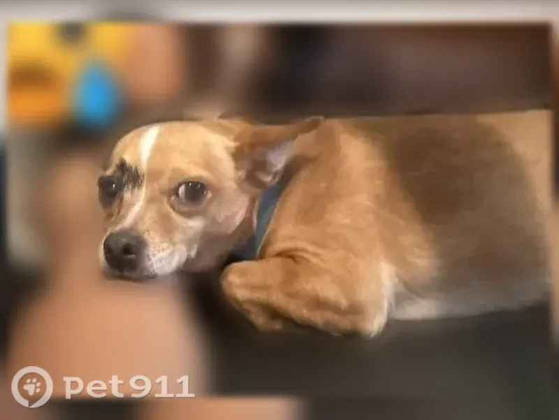 Lost male dog, Court B, Tampa — lost Thursday at 1 PM near N. 13th St. and E. Waters Ave. - photo
