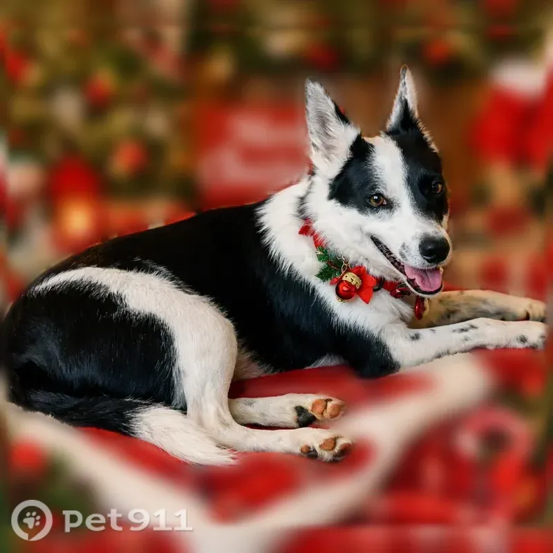 Lost dog, Old Alton Road, 5121, Mitchell, Mitchell — skittish female - photo