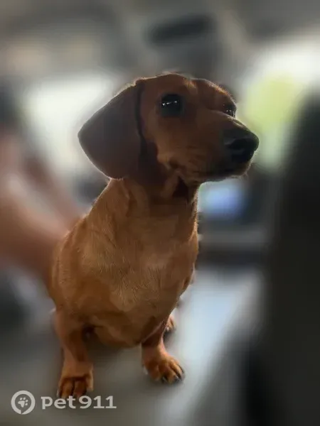Lost dog, Ardsley Road, 15, Wainscott — female brown mini dog - photo