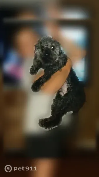 Lost dog, Deer Run Circle, 110, Orchard Hill — male, 16 years old, 5–6 lb - photo