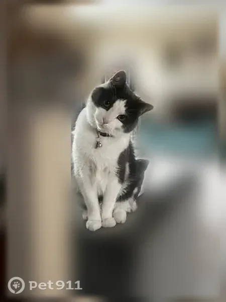 Lost cat, Whitney Court, 48031, Canton Township, Plymouth — male - photo