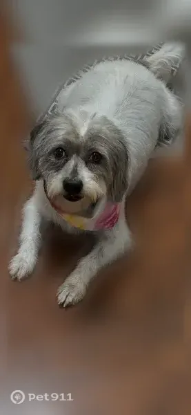 Lost dog, Sugarloaf Parkway, 4786, Lawrenceville — female, wearing a collar and leash - photo