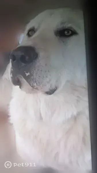 Lost male dog, Clarksville Pike, 3712, Nashville — very friendly - photo