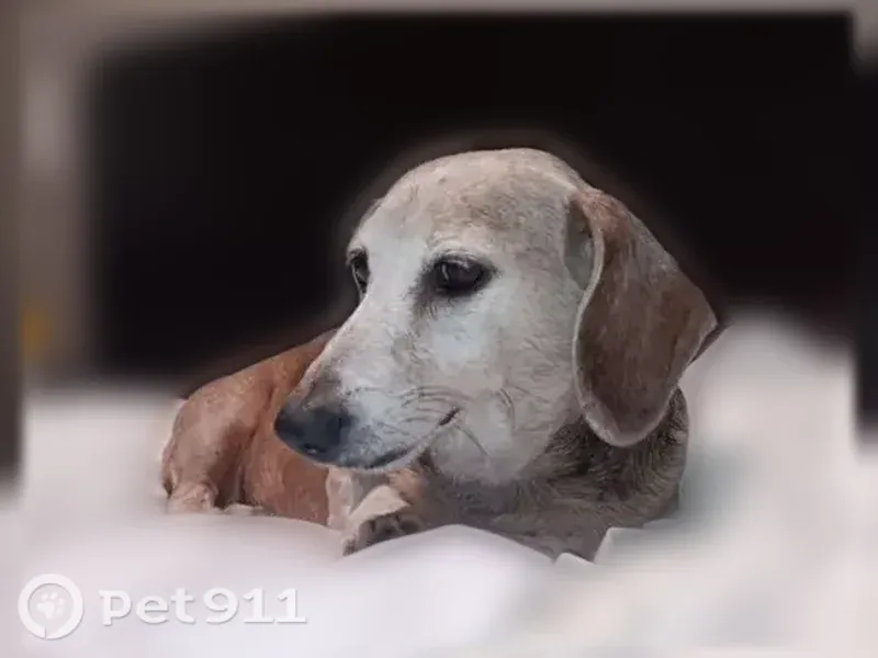 Lost female dog, Rancho Road, 2255, Phelan, Los Angeles — red coat and gray face - photo