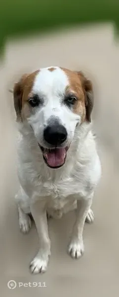 Lost dog, Royal Sunset Drive, 290, Durham — friendly, microchipped male - photo