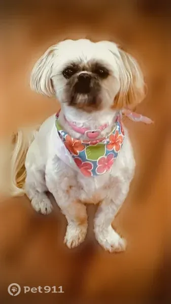 Lost female dog, Jenny Lind Drive, 8608, Louisville — sweet and laid-back - photo