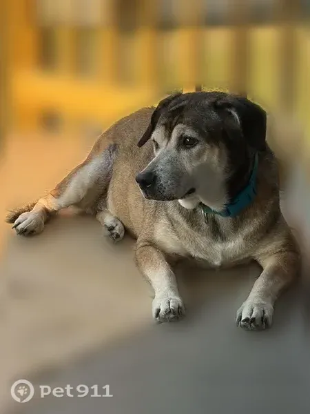 Lost dog, female, Brentwood Avenue, 535, Louisville — brown and black - photo