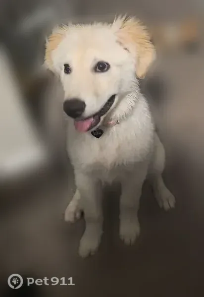 Lost dog, Lexington Circle, 550, Grand Prairie, Fort Worth — female with a pink collar - photo