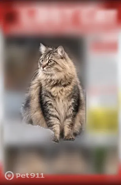 Lost cat, San Lucas Avenue, 775, Mountain View, San Francisco — male with gray and white coat - photo