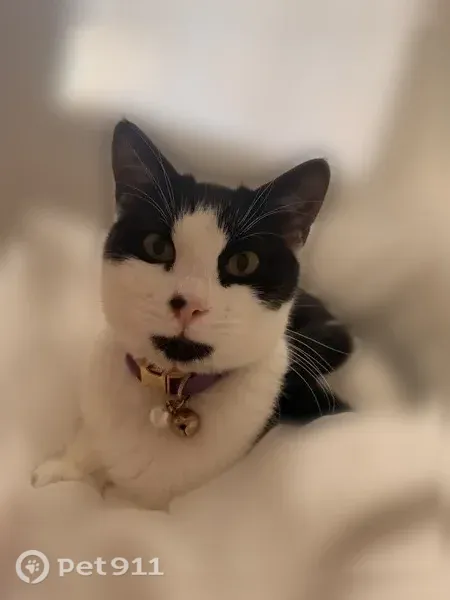 Lost cat, female, Briar Ridge Drive, San Jose — petite black-and-white cat with a purple collar - photo