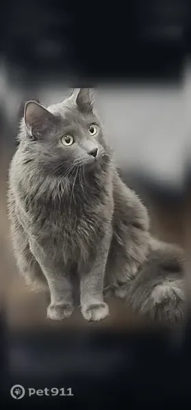 Lost male cat, Phillips Avenue, Shrewsbury — grey and fluffy - photo