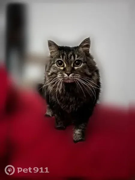Lost cat, female, South Amber Lane, 9668, Sandy — small 10-year-old mix - photo