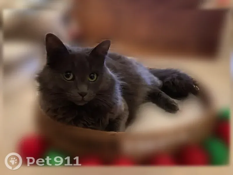 Lost cat, Woodvale Avenue, 503, Lafayette — female with dark gray, long fur - photo