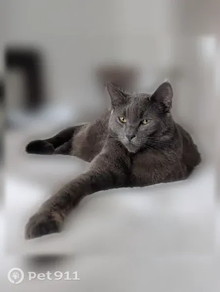 Lost cat, male, Magnolia Avenue, 1382, Millbrae, San Bruno — 6-year-old Russian Blue - photo
