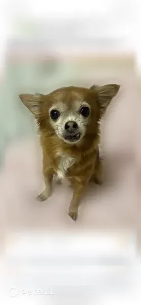 Lost dog, 3rd Avenue, 1482, Joliet — female Chihuahua - photo