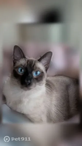 Lost cat, Broadmoor Drive, 1200, Austin — affectionate male with blue eyes - photo