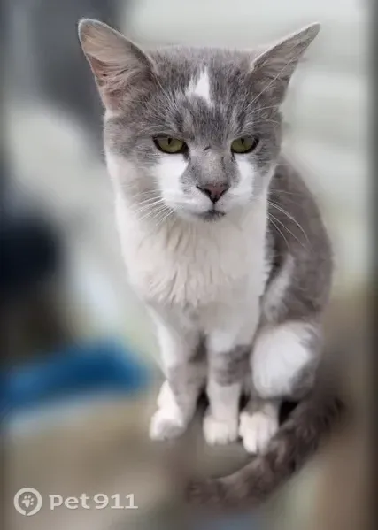 Lost male cat, Union Street, 1650, Indianapolis — talkative and gray with white underneath - photo