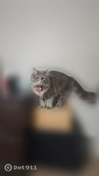 Lost cat, Southwest Boulevard, 1535, Tulsa — female with green eyes and a puffy tail - photo