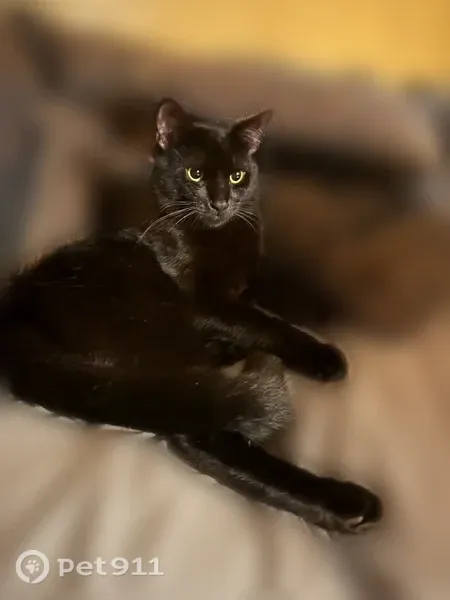 Lost cat, Santa Fe Street, 2643, Riverbank — fully black and approachable - photo