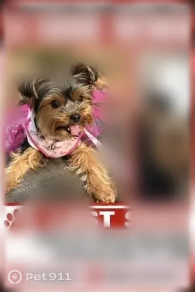 Lost Dog, female, Salis Drive, 6427, Jacksonville — black-and-tan Yorkie - photo