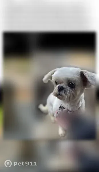 Lost dog, female, Progress Road, 966, Ellijay, Atlanta — shaved top, long face and legs - photo