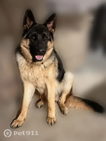 Lost Dog, Creal Springs, Illinois, Nashville — female dog named Rumi - photo