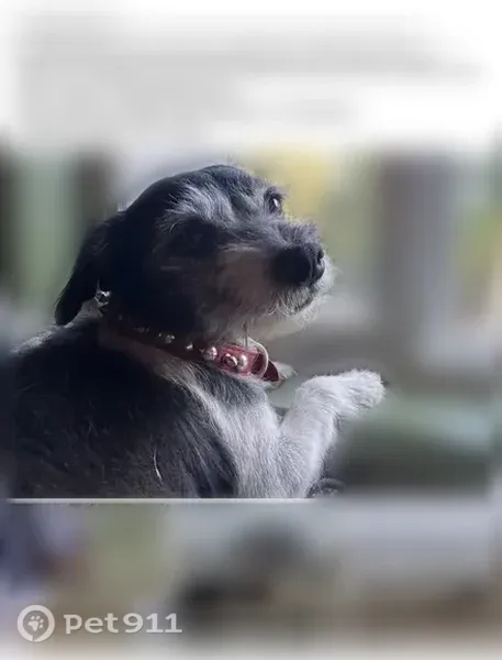 Lost dog, 104th Street East, 5309, Tacoma — small black and white scruffy female - photo