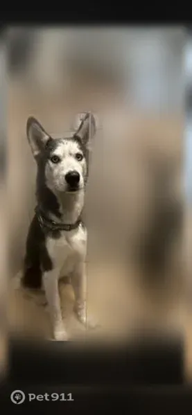 Lost dog, Winter Avenue, Wyandanch — male - photo