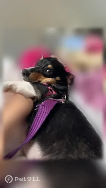 Lost dog, Manchester — wearing a hot pink harness and purple leash - photo