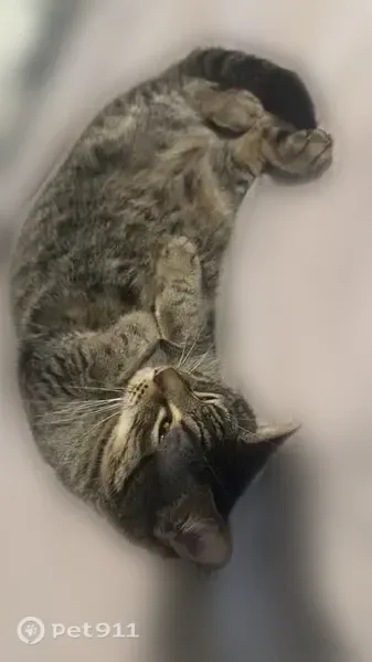 Lost male cat, Coppersmith Circle, New Market — 13-year-old Leo with possible bald spots - photo
