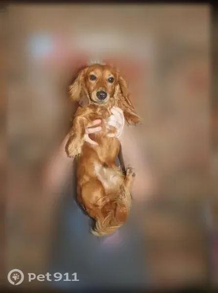 Lost male dog, East Pine Street North, 8820, Tulsa — golden-brown mini dachshund with a striped collar - photo