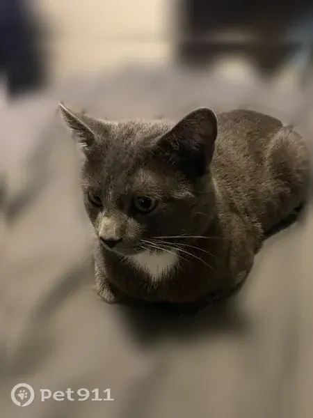 Lost cat, South Quebec Way, 1939, Denver, St. Louis — grey with white paws and greenish eyes - photo