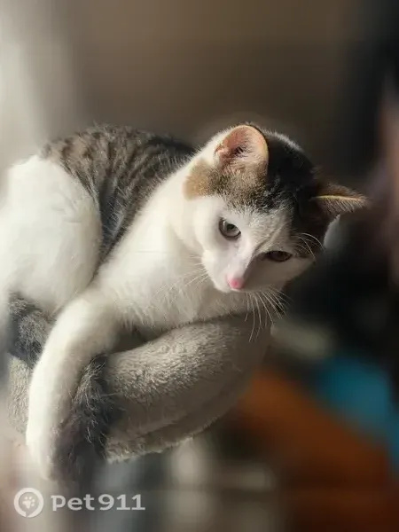 Lost male cat, Maynard Road, 8298, Marlette — mainly white with tan and black saddle stripes - photo