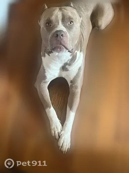 Lost dog, Mote Road, 955, Covington, Conyers — male American Bully - photo